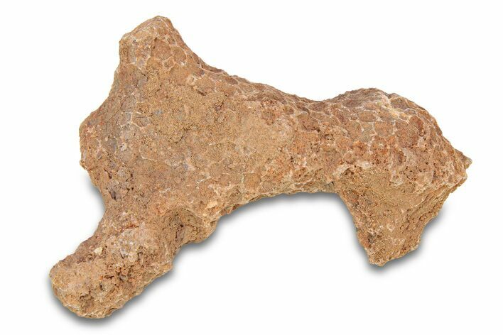 Fossil Tabulate Coral - Western Sahara, Morocco #289591